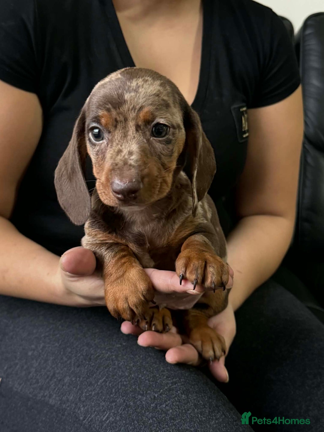 Dachshund dogs for sale: Miniature Dachshund puppies - Advert 5