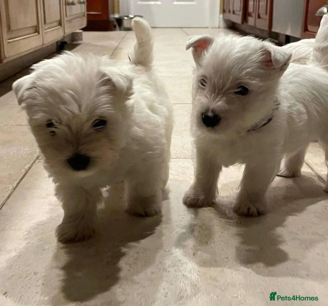 West Highland Terrier dogs for sale: West Highland terrier puppies  in Glasgow - Advert 2