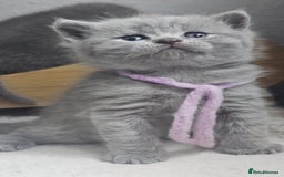 British Shorthair cats for sale: High Quality British Short Haired Kittens - Image 17