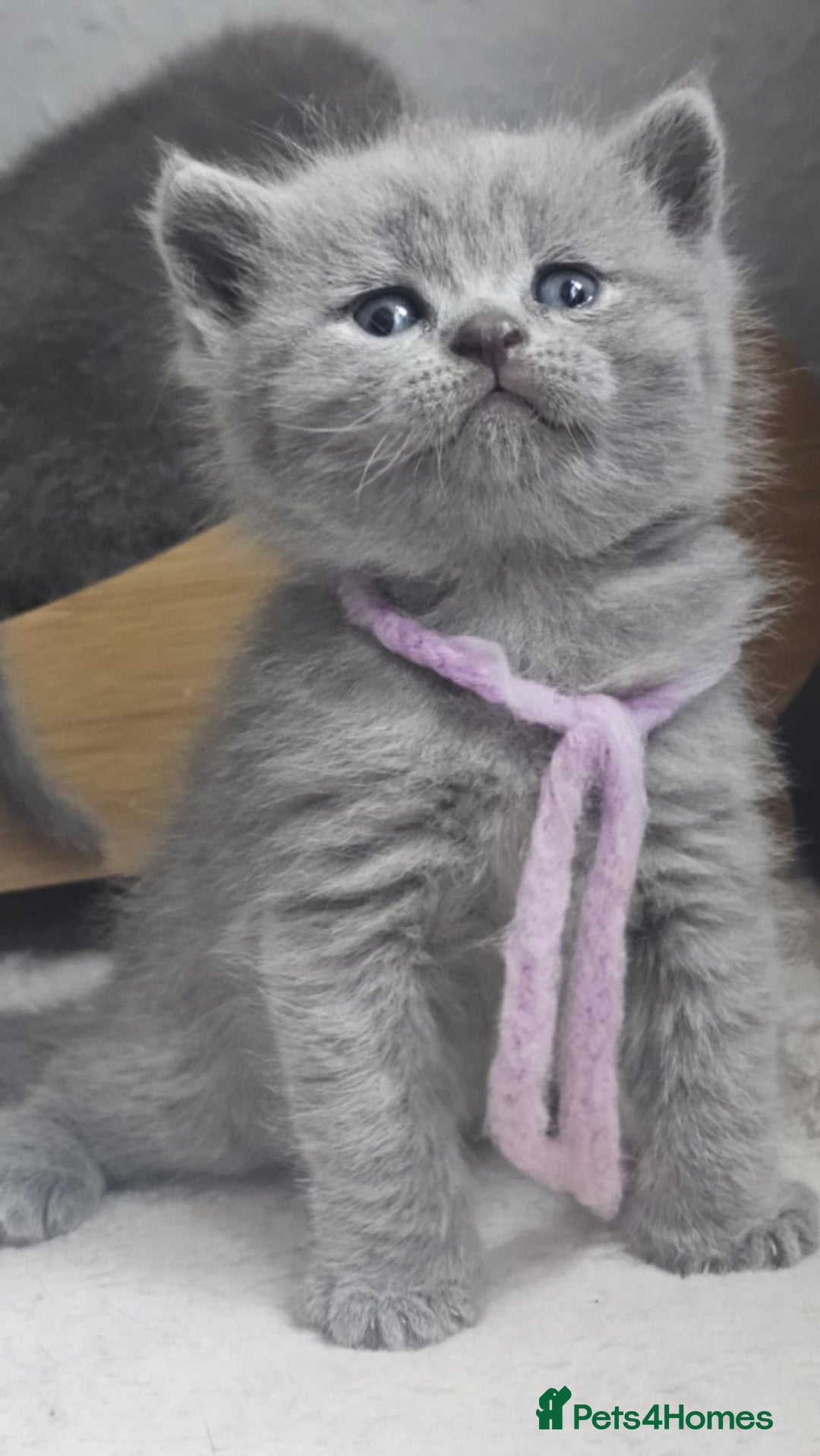 British Shorthair cats for sale: High Quality British Short Haired Kittens - Image 17