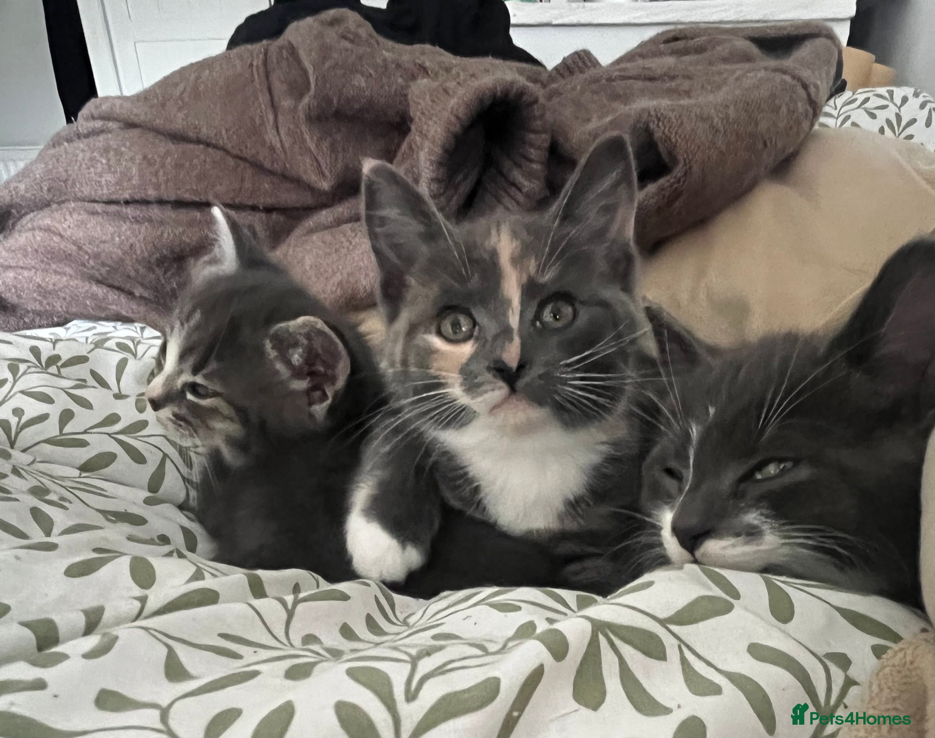 Brazilian Shorthair cats 2 female 1 male - Advert 4