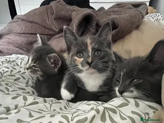 Brazilian Shorthair cats 2 female 1 male - Advert 4