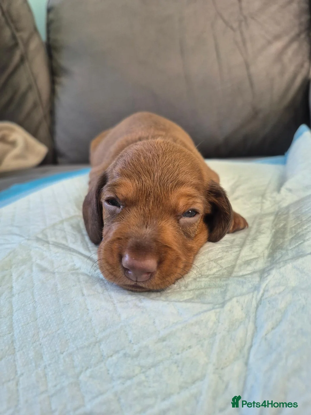 Miniature Dachshund dogs for sale: Miniature dachshund last boy red - Advert 8