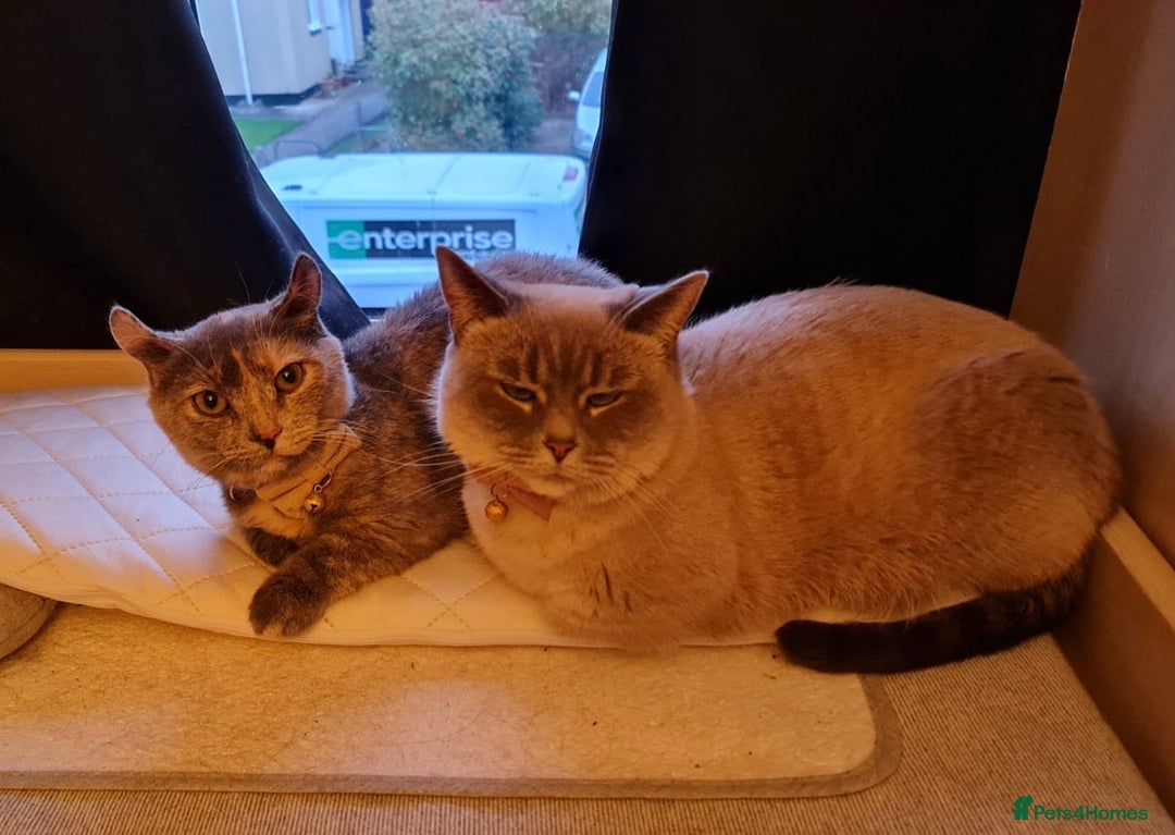 Munchkin cats for sale: Unique Little Lady - Munchkin - Advert 5