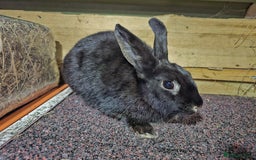 Mixed Breed rabbits for sale: 2 year female black otter Rex X lionlop  - Image 3