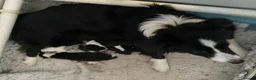 Border Collie dogs for sale: Classic Long Coated B&W Border Collie Girl Pups - Advert 3