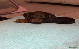 Dachshund dogs for sale: Mini long and smooth hair dachshund puppies  - Image 6