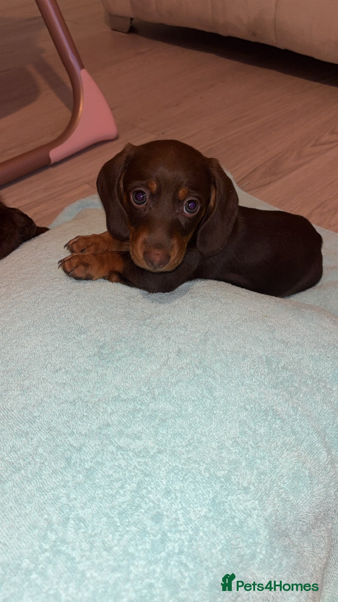 Dachshund dogs for sale: Mini long and smooth hair dachshund puppies  - Image 6