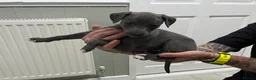 Whippet dogs for sale: KC registered Whippet puppies  - Advert 4