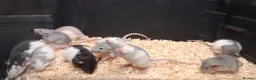 Rat rodents for sale: Baby Dumbo Eared Rat's Males and Females  - Advert 10