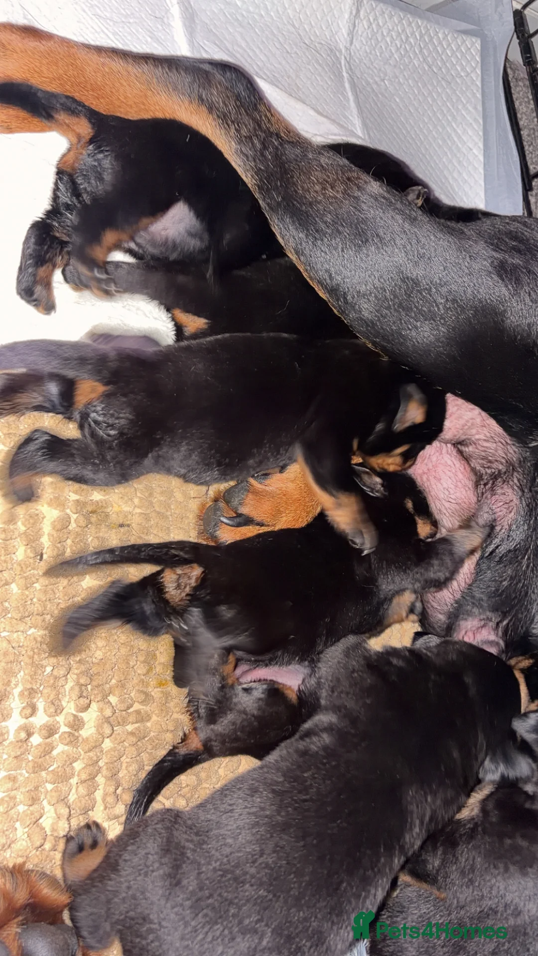 Rottweiler dogs for stud: Top paper Rottweiler stud  - Advert 2