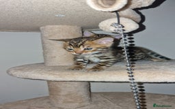 Bengal cats for sale: 3 Gorgeous Bengals kittens 😻😻❤️❤️❤️ - Image 10