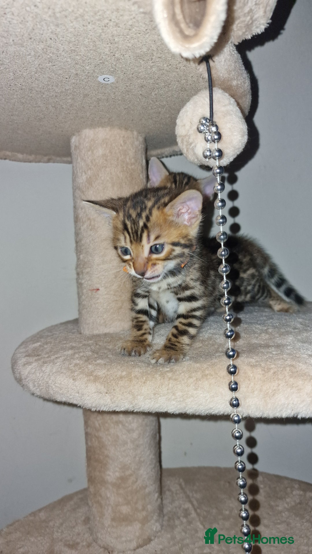 Bengal cats for sale: 3 Gorgeous Bengals kittens 😻😻❤️❤️❤️ - Image 10