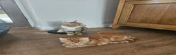 Siberian cats for sale: Stunning half Siberian kittens ready to be rehome. - Advert 16