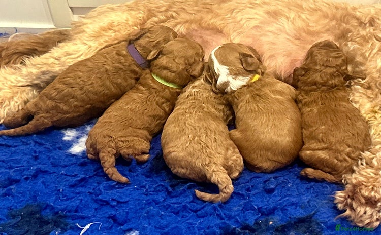 Cavapoo dogs - Advert 1