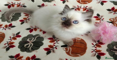 Ragdoll cats - Advert 3