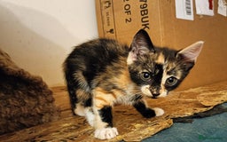 Bengal cats for sale: Bengal Mix Kittens High % Wild Asian Leopard Cat  - Image 14