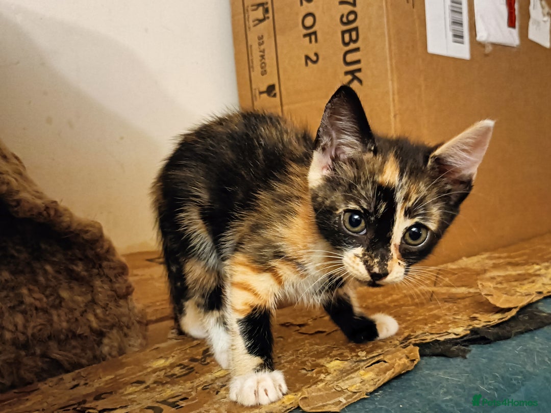 Bengal cats for sale: Bengal Mix Kittens High % Wild Asian Leopard Cat  - Image 14