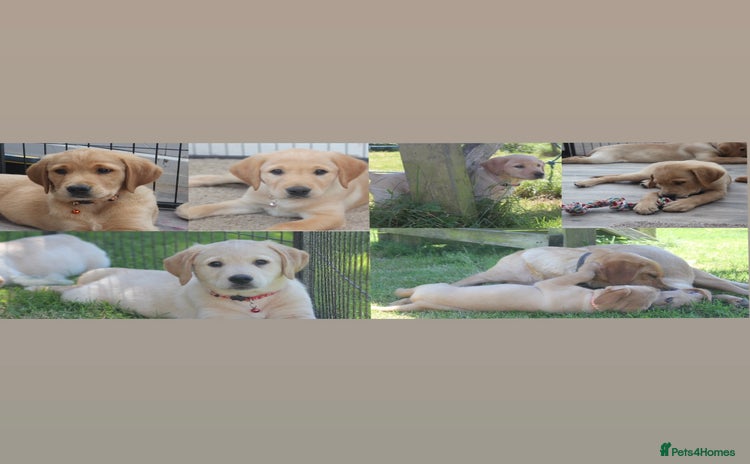 Goldador dogs in Garndolbenmaen - Advert 1