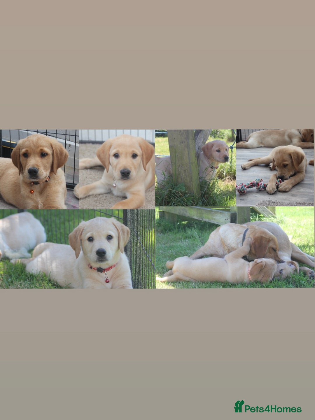 Goldador dogs for sale: Beautiful Goldador Puppies in Garndolbenmaen - Image 1