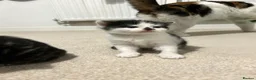 Domestic Shorthair cats for sale: Kittens mixed  - Advert 8