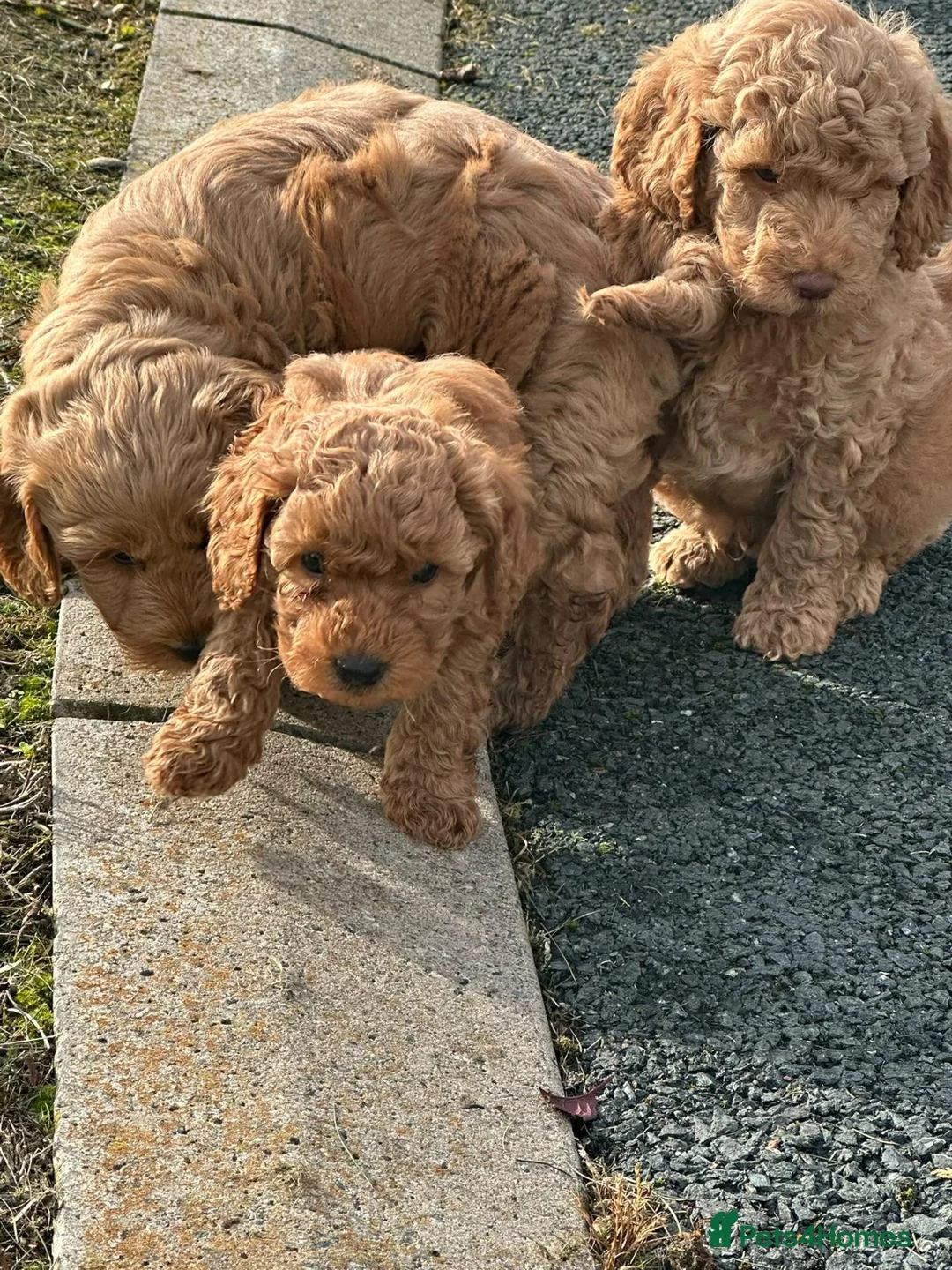 Cockapoo dogs for sale: Toy/Mini COCKAPOO F1b Puppies - Advert 9