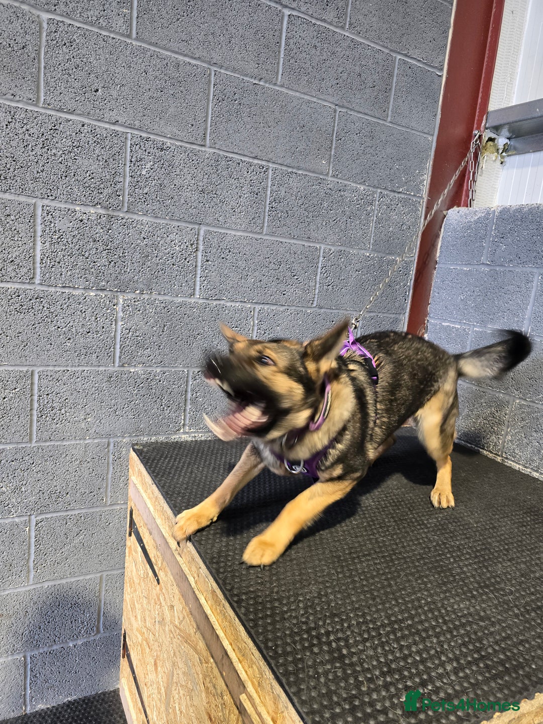 German Shepherd dogs for sale: Guard dog  - Advert 21