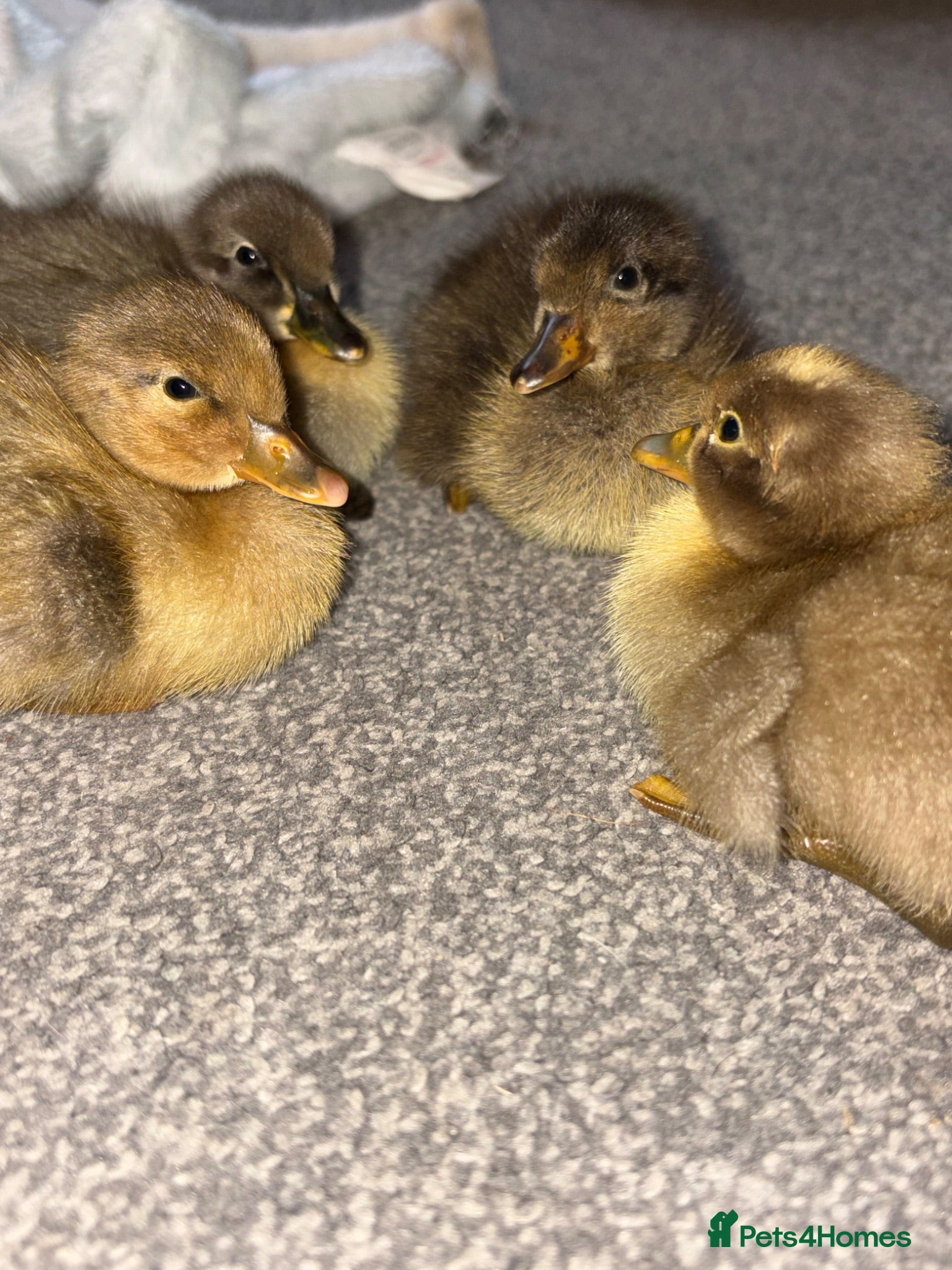 Ducks poultry Indian runner ducklings x7 - Advert 11