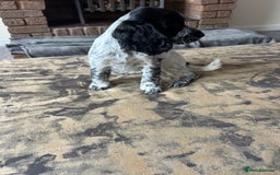 Cocker Spaniel dogs for sale: Blue roan cocker spaniels ready 17th September - Image 33