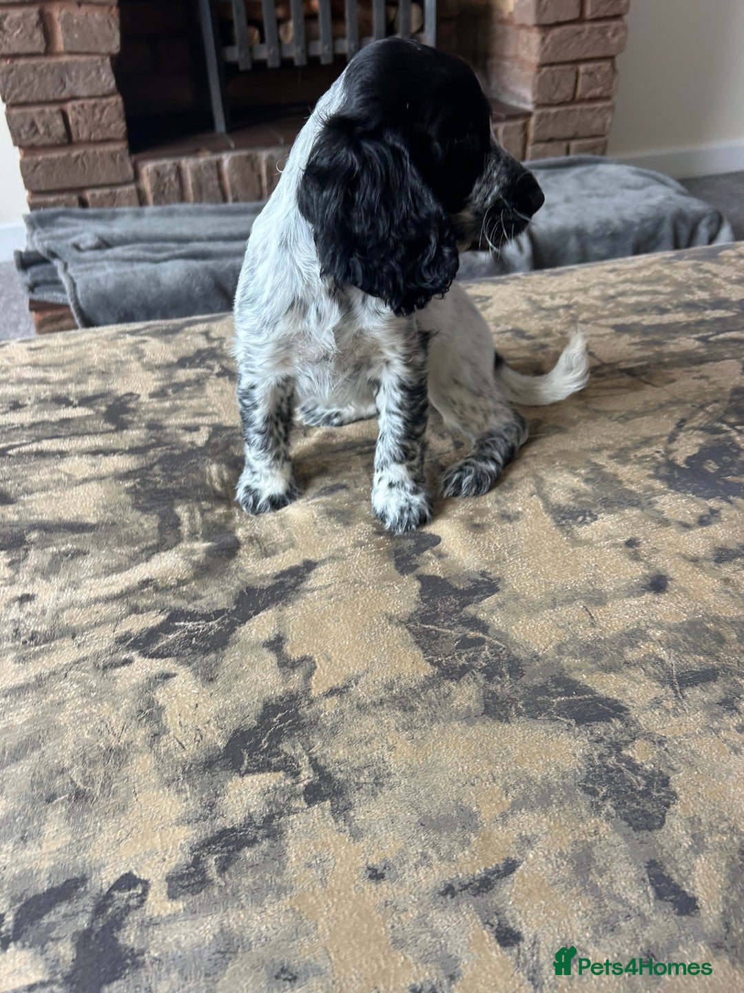 Cocker Spaniel dogs for sale: Blue roan cocker spaniels ready 17th September - Image 33