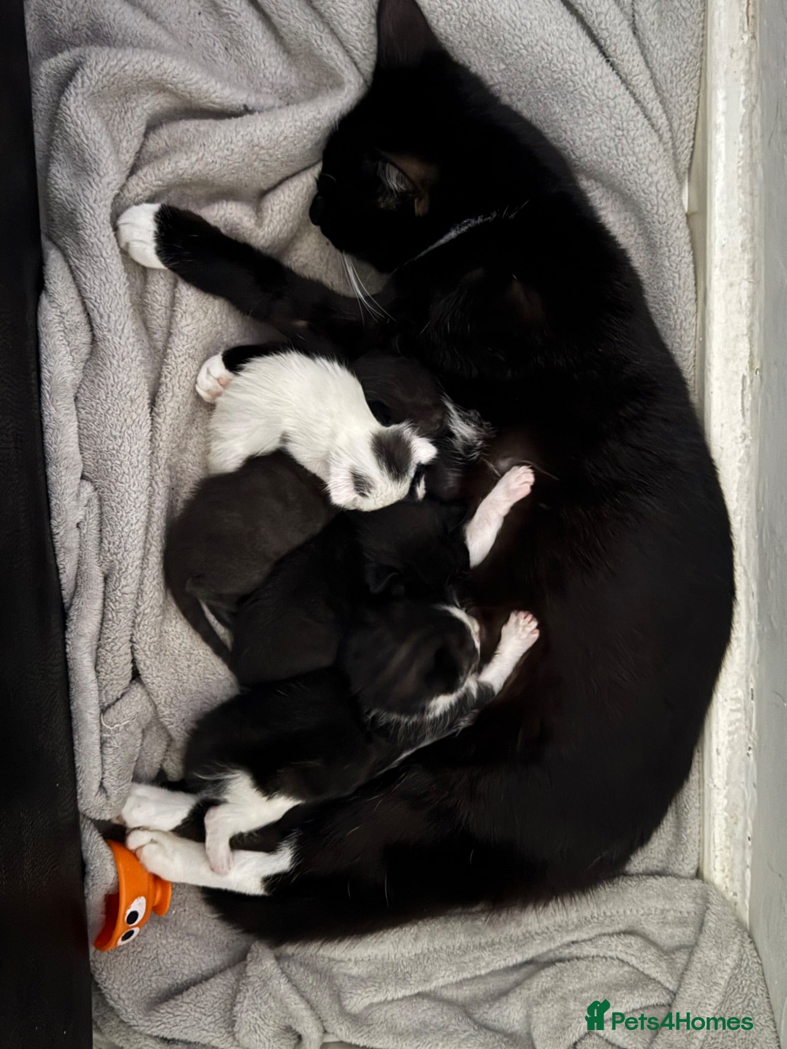Mixed Breed cats Mother and 5 kittens  - Advert 16