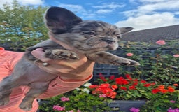 French Bulldog dogs for sale: Fluffy french bulldogs +c2  - Image 11