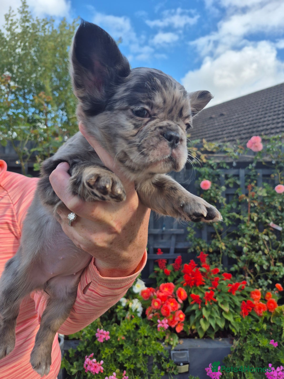 French Bulldog dogs for sale: Fluffy french bulldogs +c2  - Image 11
