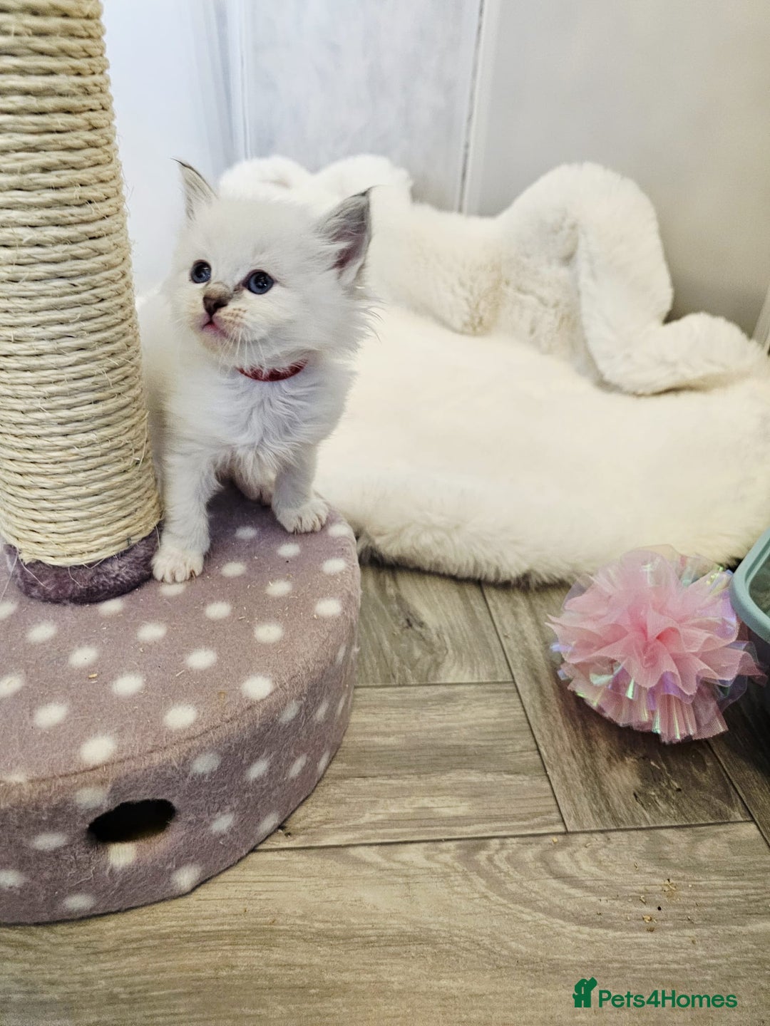 Ragdoll cats for sale: Cute Ragdoll kittens  - Advert 3