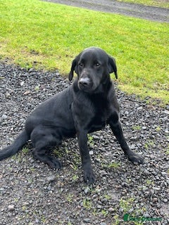 Labrador Retriever dogs Lovely Black Labrador Dog - Advert 5