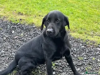 Labrador Retriever dogs Lovely Black Labrador Dog - Advert 5