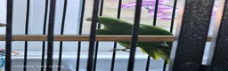Ringnecks birds for sale: 2 baby ringnecks in Llantwit Major - Advert 6
