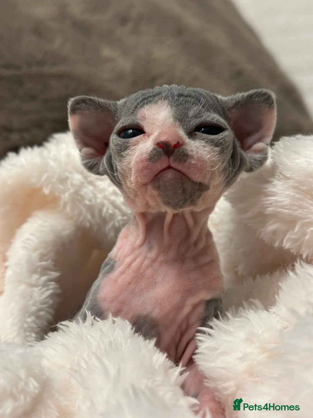Sphynx cats for sale: Beautiful sphynx kittens from a mum and dad home - Advert 23