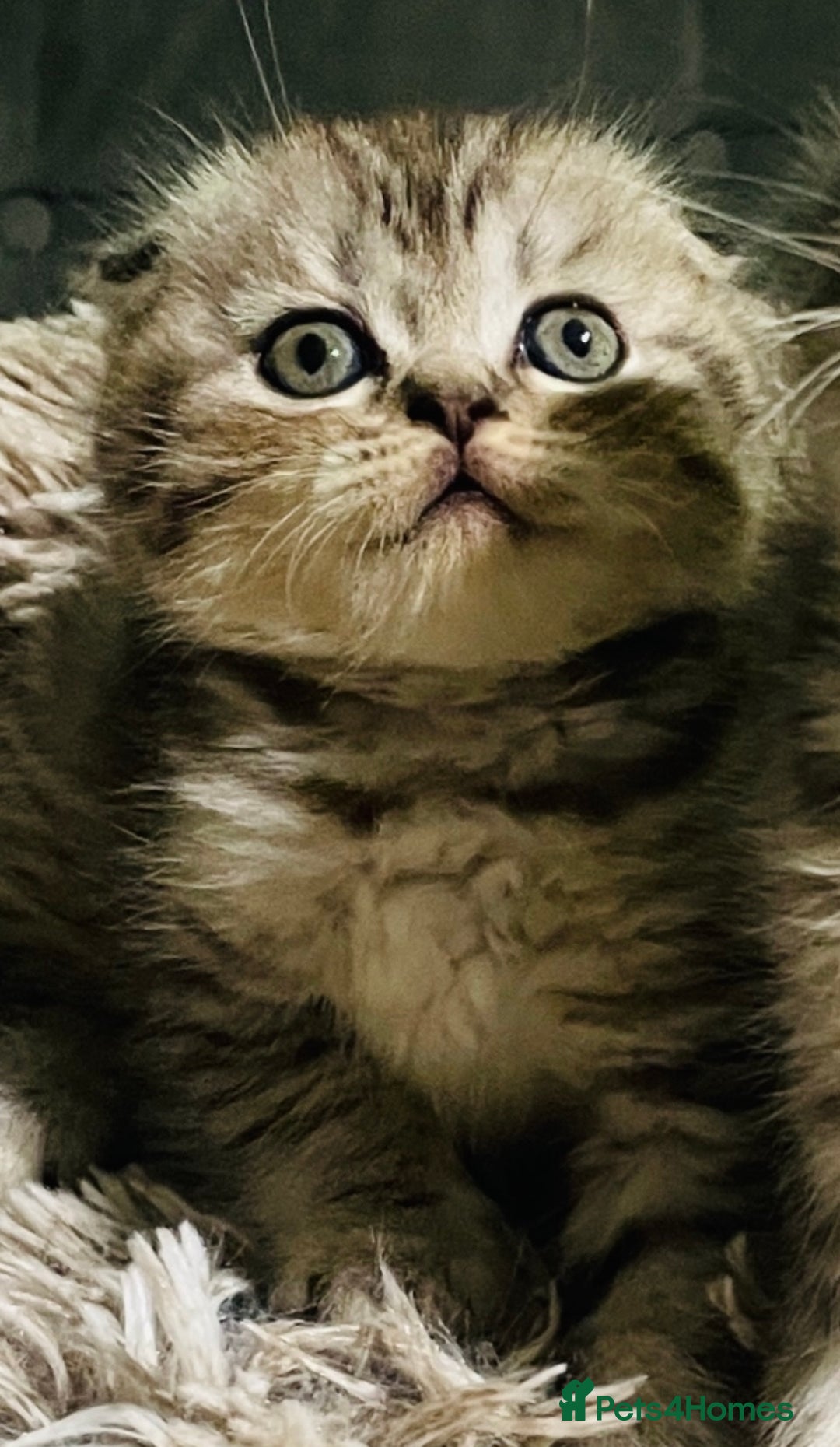 Scottish Fold cats for sale: Beautiful litter looking for new homes ❤️❤️ - Advert 22