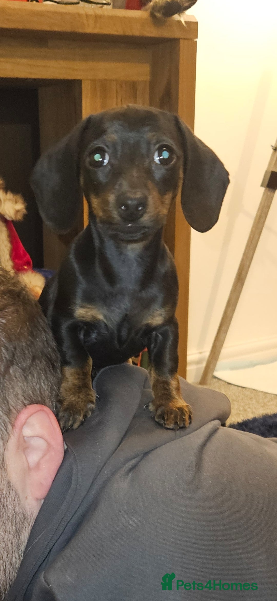 Miniature Dachshund dogs for sale: Miniature Dachshund - Advert 4