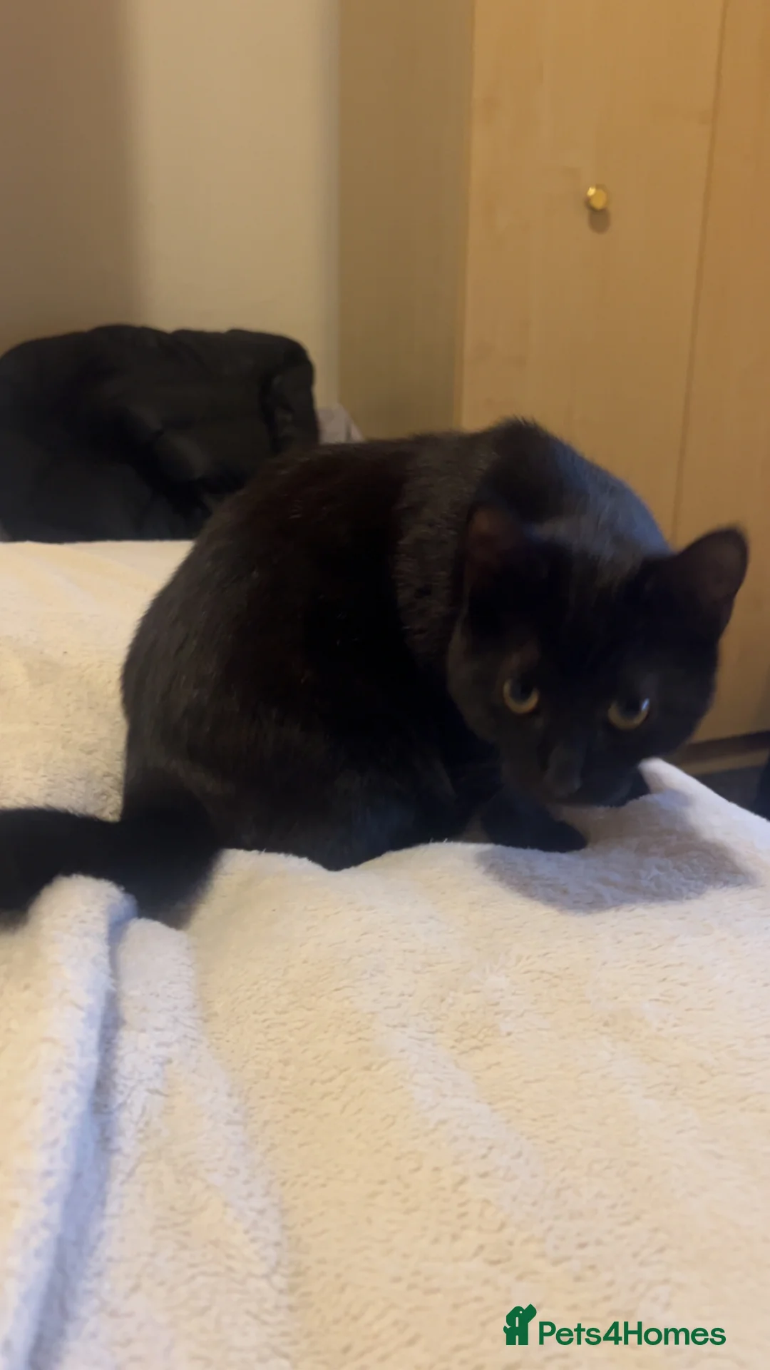 Mixed Breed cats for sale: Rosie cheeky black cat very playful - Advert 2