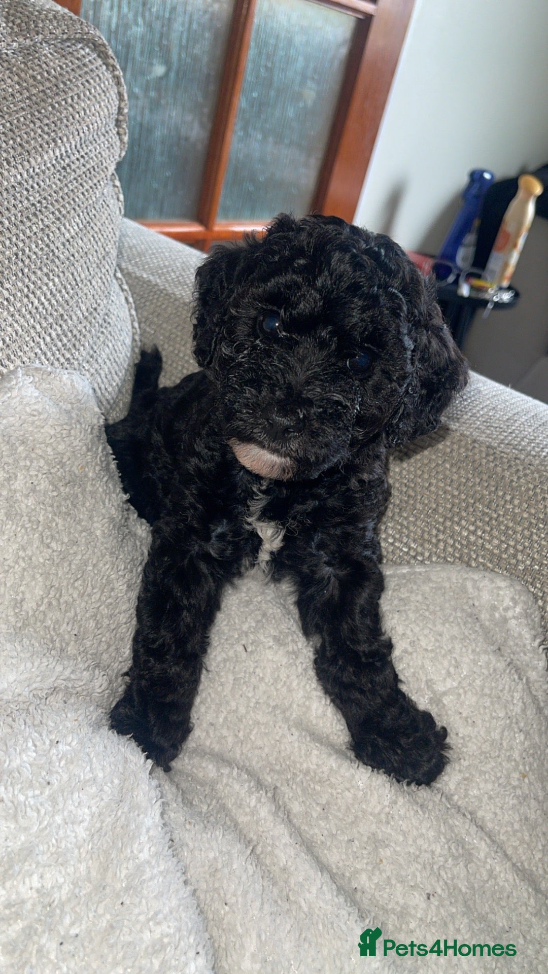 Mixed Breed dogs 3 remaining puppies ready to leave in 2 weeks  - Advert 2