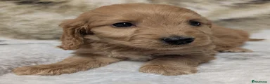 Cockapoo 8