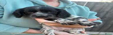 Girl - Light Green - (Blue Merle)