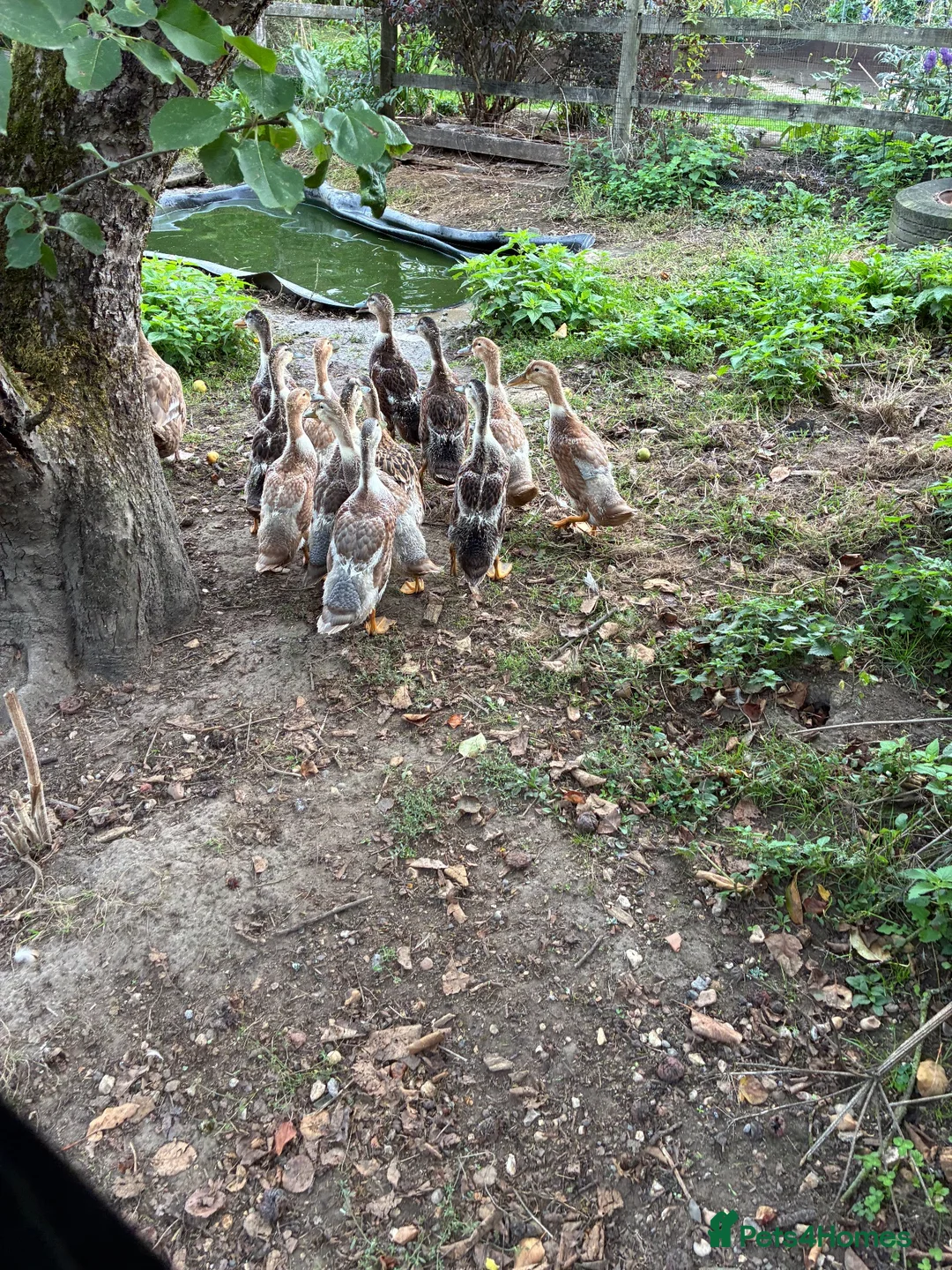 Ducks poultry for sale: Appleyard x runner ducklings for sale in Wimborne - Advert 2