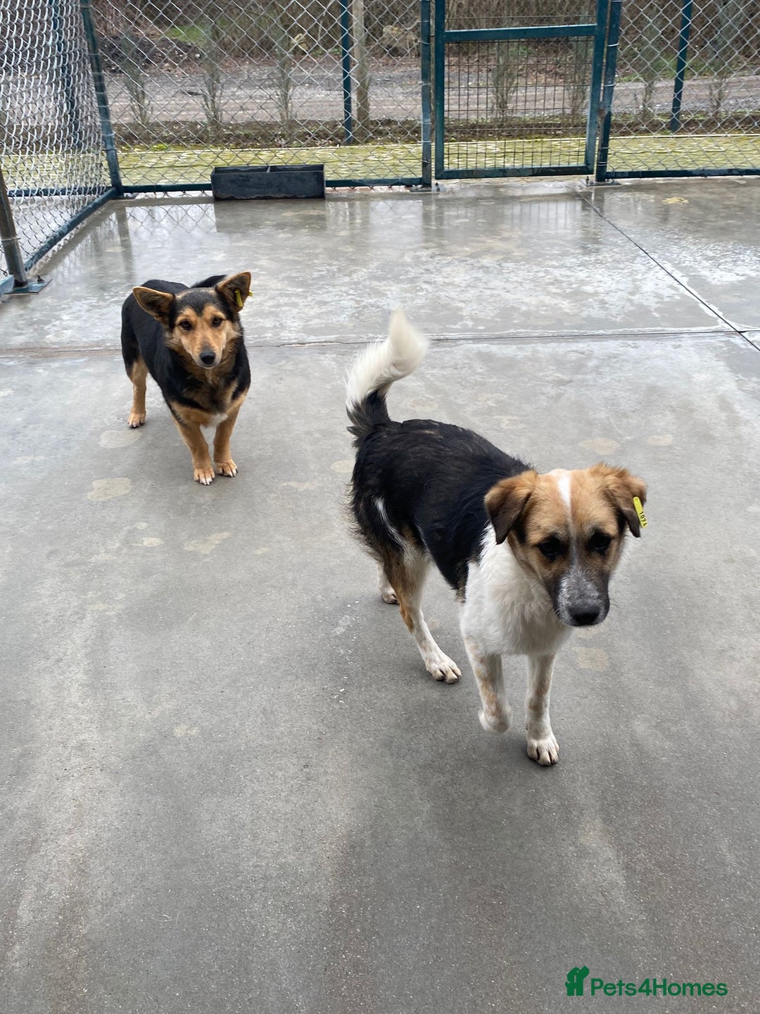 Mixed Breed dogs for adoption: Horace, 1 yr approx. Available for adoption. - Advert 5