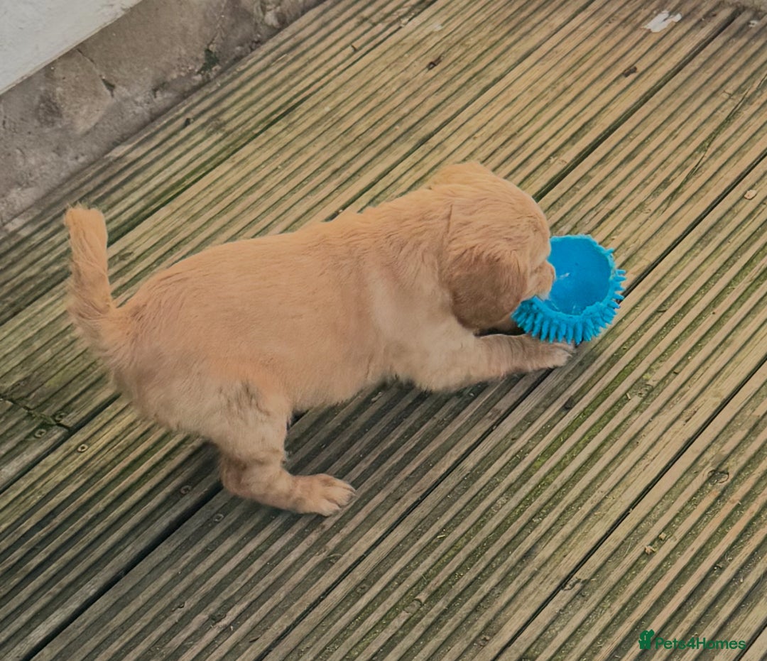 Mixed Breed dogs for sale: ‘CockerDoodles’ health-checked healthy chunky pups - Advert 10