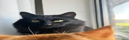 British Longhair cats for sale: Male cat for sale - Advert 9