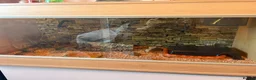 Corn Snake reptiles for sale: Male Corn Snake - Advert 7