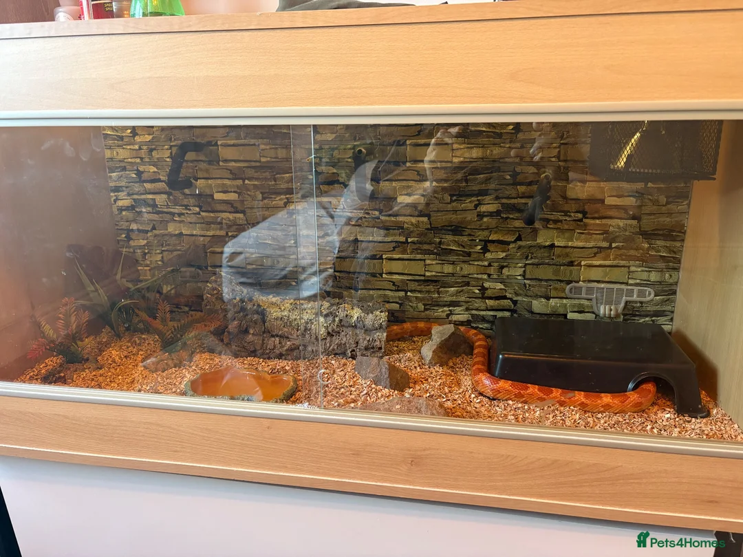 Corn Snake reptiles for sale: Male Corn Snake - Advert 7